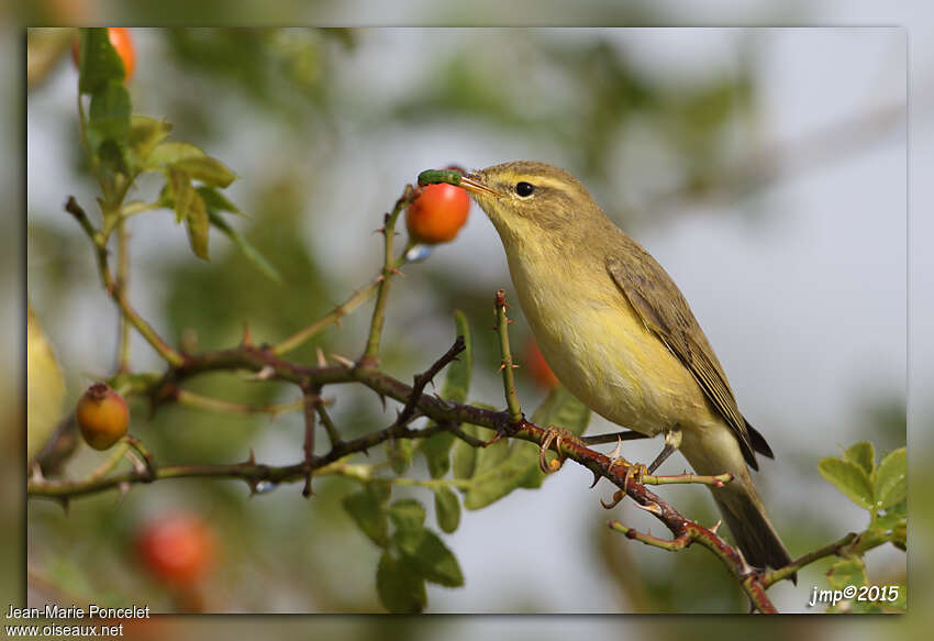 Willow Warblerjuvenile, feeding habits