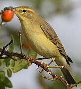 Willow Warbler