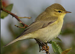 Willow Warbler