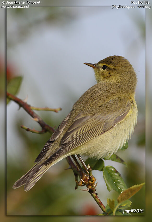 Willow Warbler