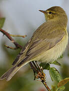 Willow Warbler