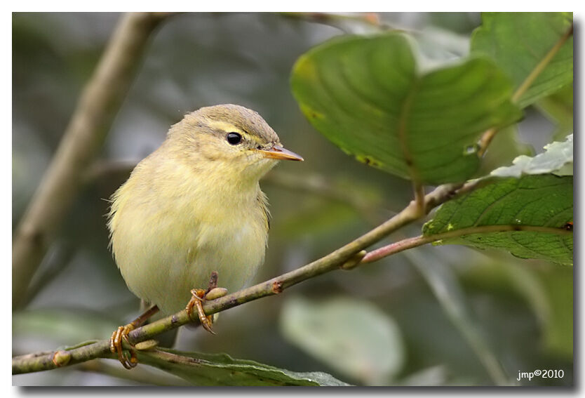 Willow Warbler