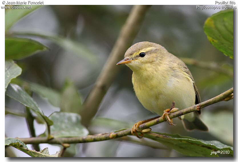 Willow Warbler