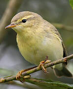 Willow Warbler