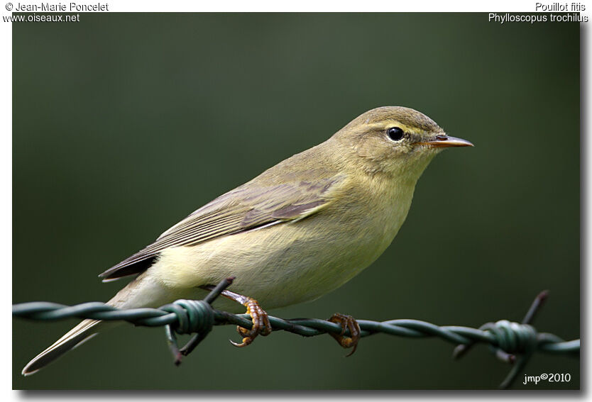 Willow Warbler