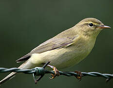 Willow Warbler