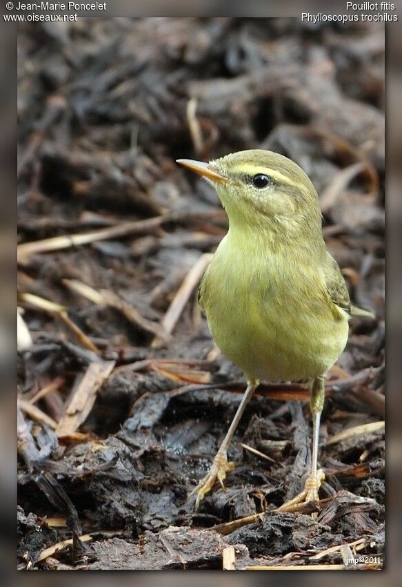 Willow Warbler