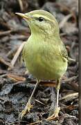 Willow Warbler