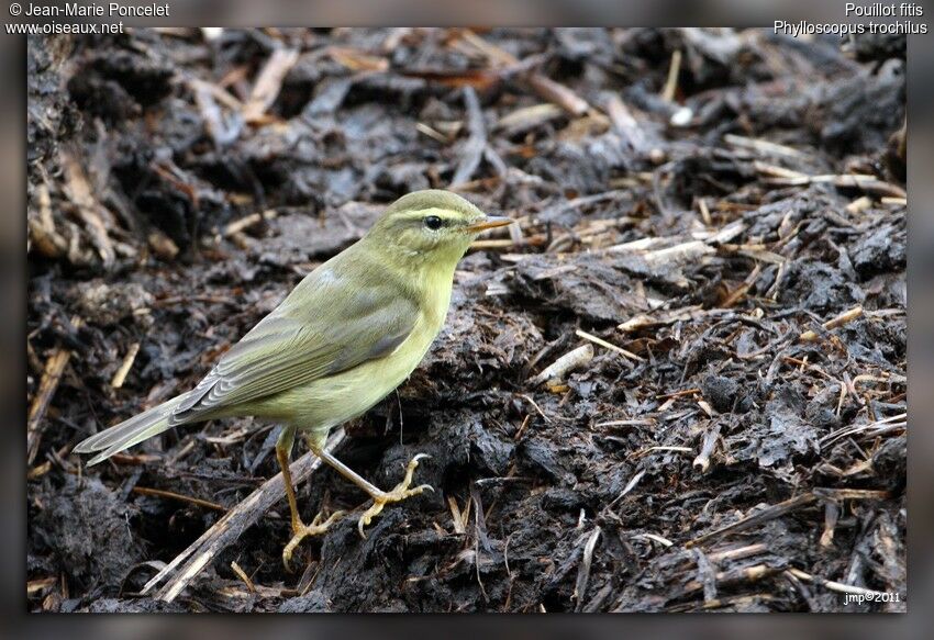 Willow Warbler