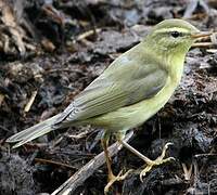 Willow Warbler