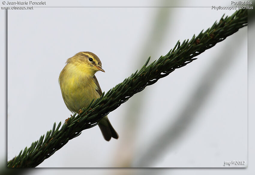 Willow Warbler