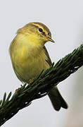 Willow Warbler