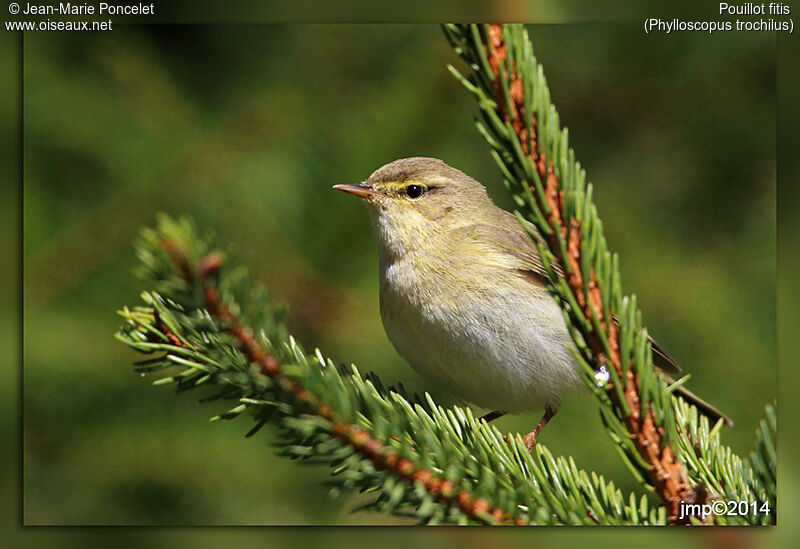 Willow Warbler