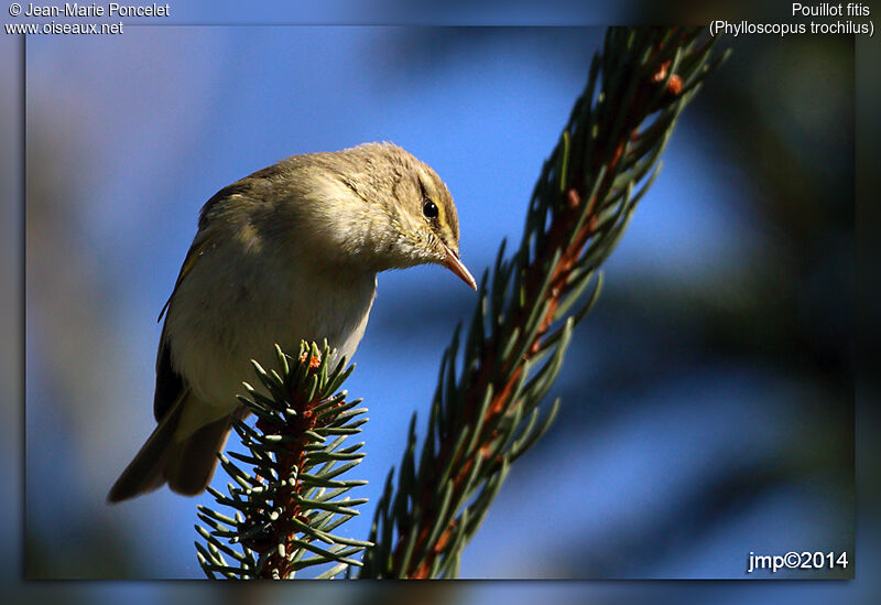 Willow Warbler