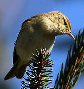 Willow Warbler