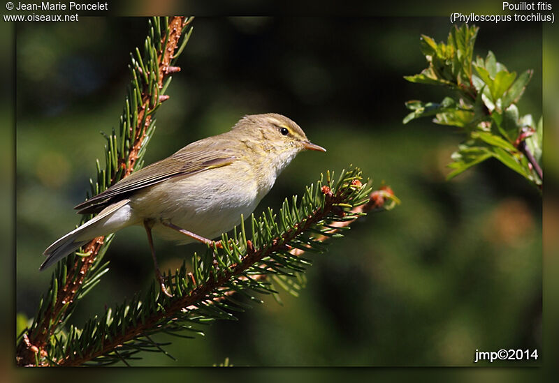 Willow Warbler