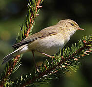 Willow Warbler