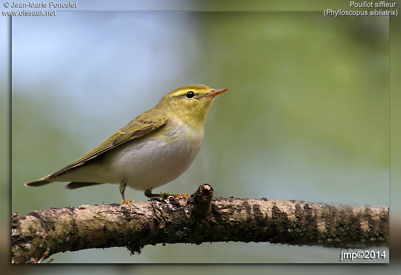 Wood Warbler