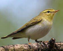 Wood Warbler