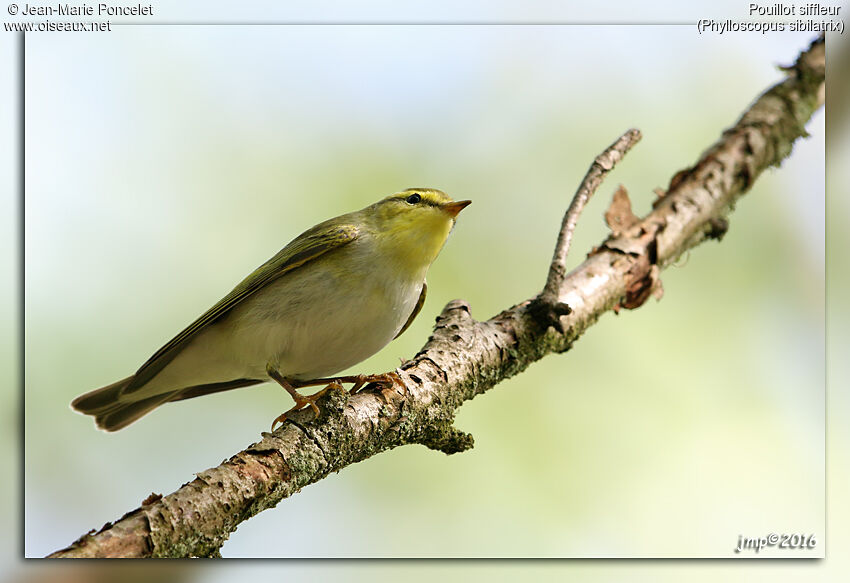 Wood Warbler