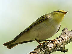 Wood Warbler