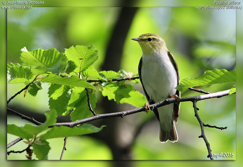 Wood Warbler