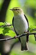 Wood Warbler