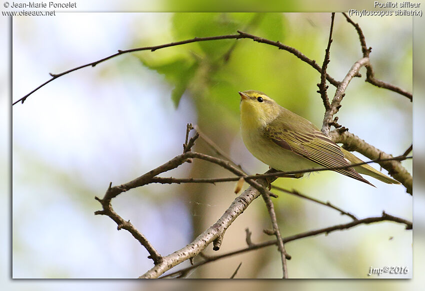 Wood Warbler