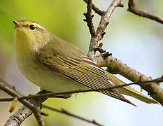 Wood Warbler