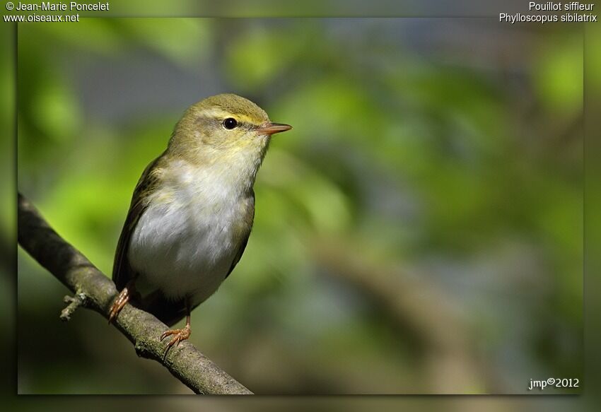 Wood Warbler