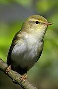 Wood Warbler