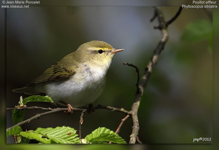 Wood Warbler