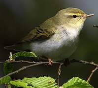 Wood Warbler