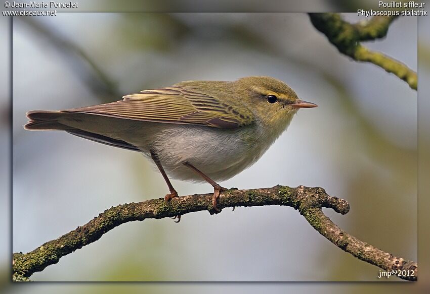 Wood Warbler