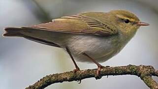 Wood Warbler