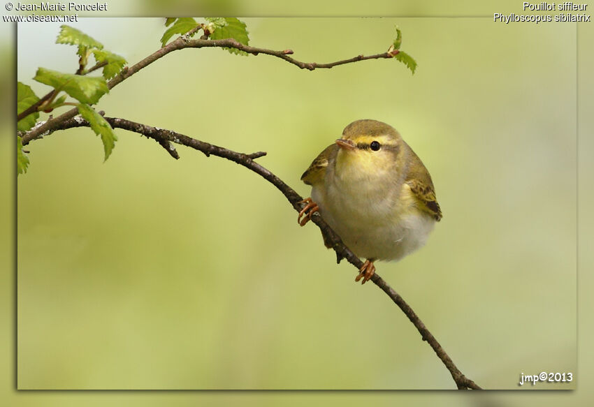 Wood Warbler