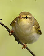 Wood Warbler