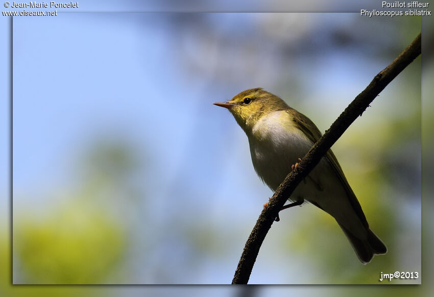 Wood Warbler