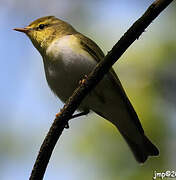 Wood Warbler