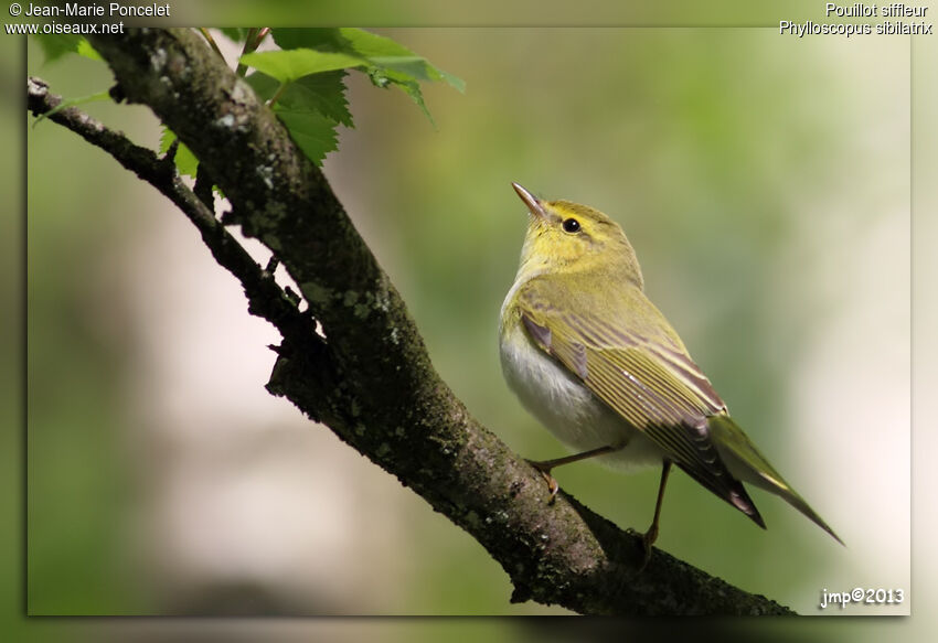 Wood Warbler