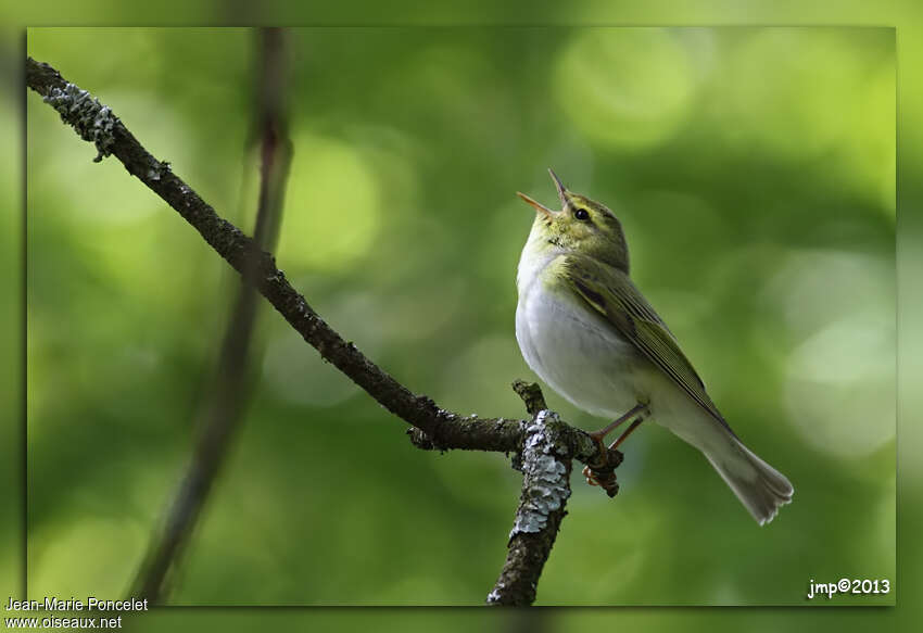 Wood Warbler male adult, song, Behaviour