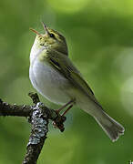 Wood Warbler