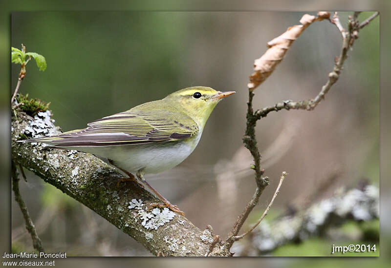 Pouillot siffleuradulte nuptial, identification