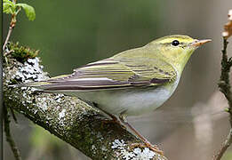 Wood Warbler