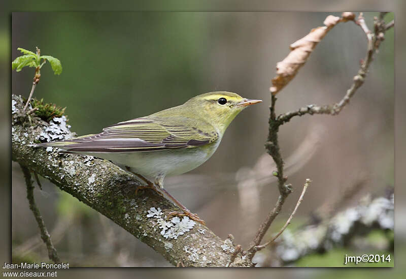 Wood Warbler