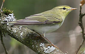 Wood Warbler