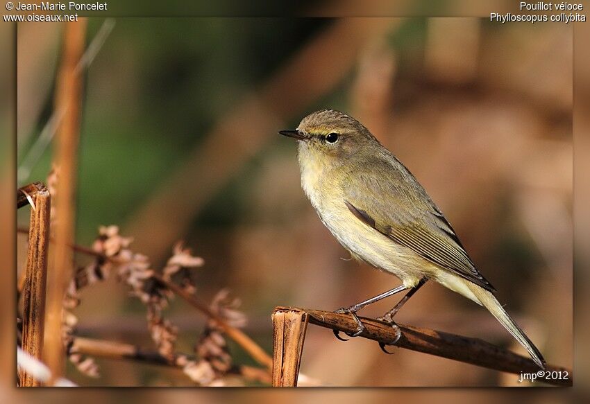 Common Chiffchaff