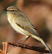 Common Chiffchaff