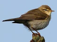 Common Chiffchaff