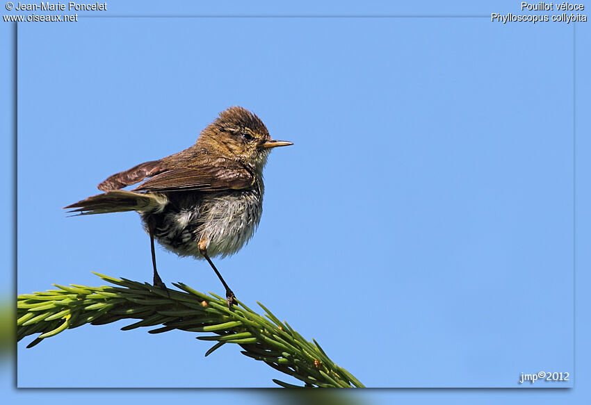 Common Chiffchaff